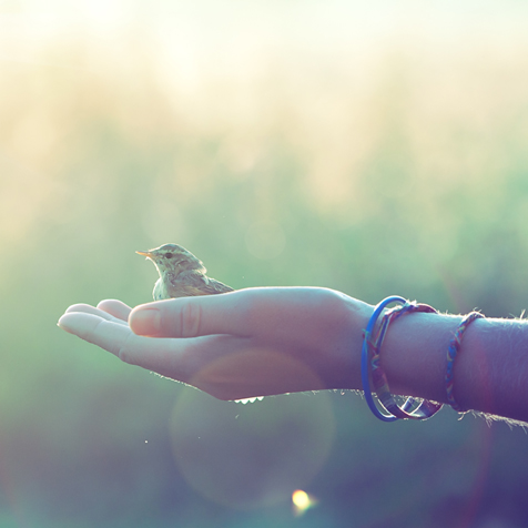 Vogel auf der Hand am Morgen, Foto, shutterstock